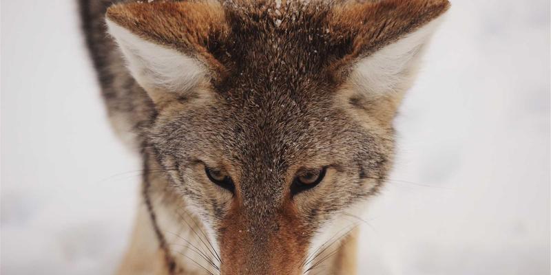 聚泰达68：现代物流运输的可靠伙伴，如何重塑货运行业新标准？